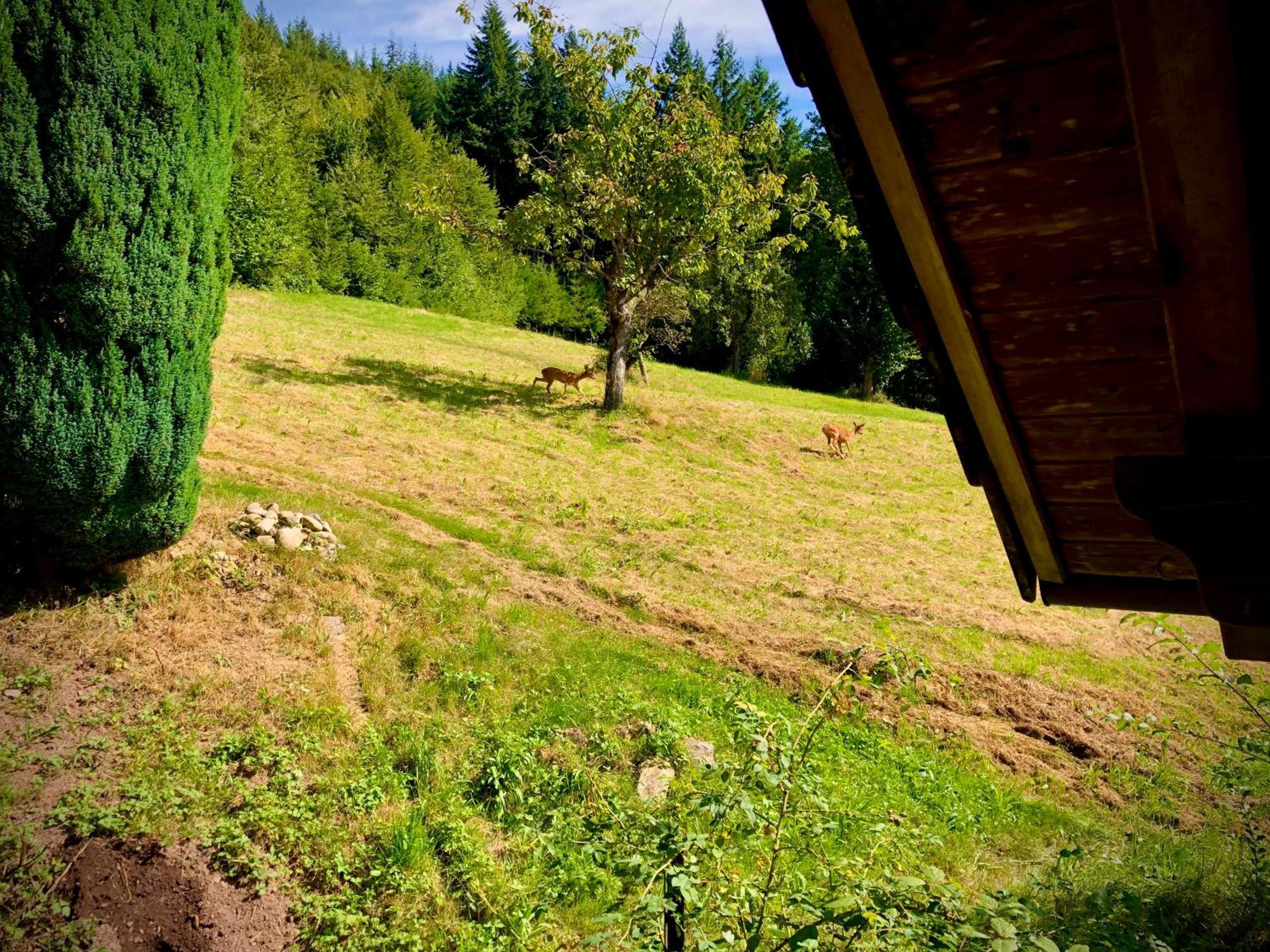 Ferien Im Schwarzwald Freiamt Hotel Exterior photo